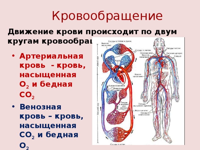 У кого два кровообращения. Система кровообращения артериальная система. Венозная и артериальная система человека схема. Артериальная и венозная система кровоснабжения. Кровеносная система венозная кровь.