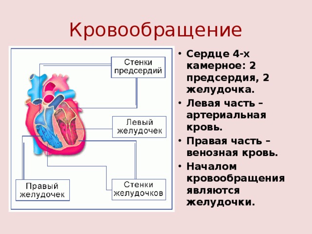 Кровообращение Сердце 4-х камерное: 2 предсердия, 2 желудочка. Левая часть – артериальная кровь. Правая часть – венозная кровь. Началом кровообращения являются желудочки. 