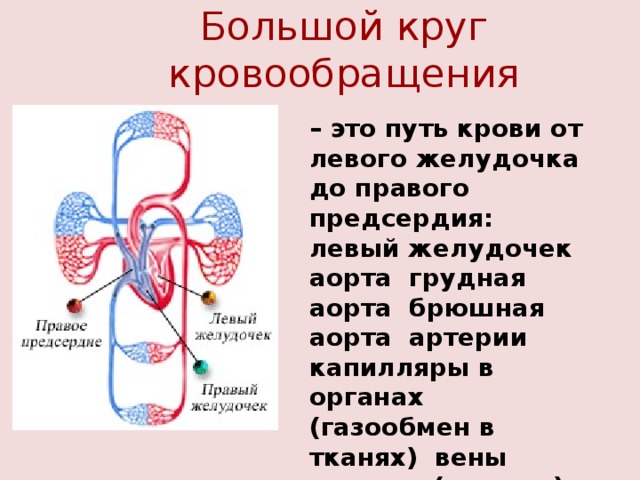 Большой круг кровообращения – это путь крови от левого желудочка до правого предсердия: левый желудочек аорта грудная аорта брюшная аорта артерии капилляры в органах (газообмен в тканях) вены верхняя (нижняя) полая вена правое предсердие. 