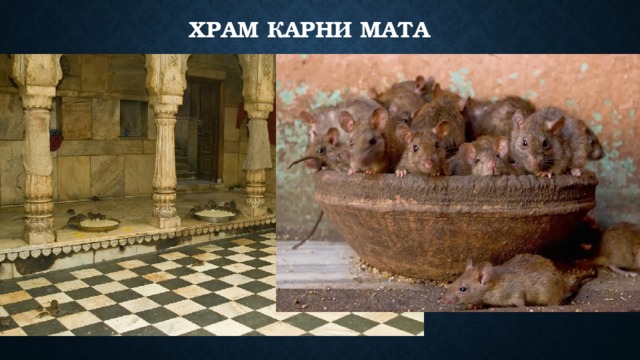 Храм Карни Мата 