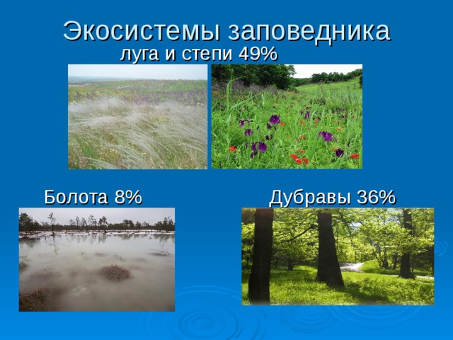 Экосистемы заповедника  луга и степи 49%  Болота 8% Дубравы 36%