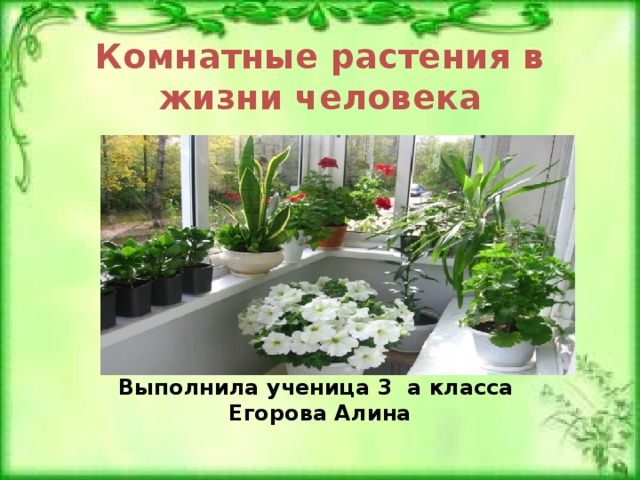 Презентация комнатные растения 2