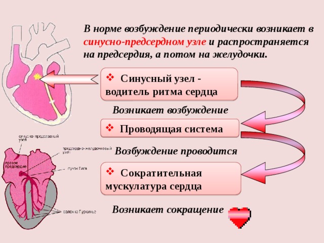 Почему происходит возбуждение. Схема проведения возбуждения в сердце. Распространение возбуждения по проводящей системе сердца. Возникновение возбуждения в сердце. Синусный узел сердца.
