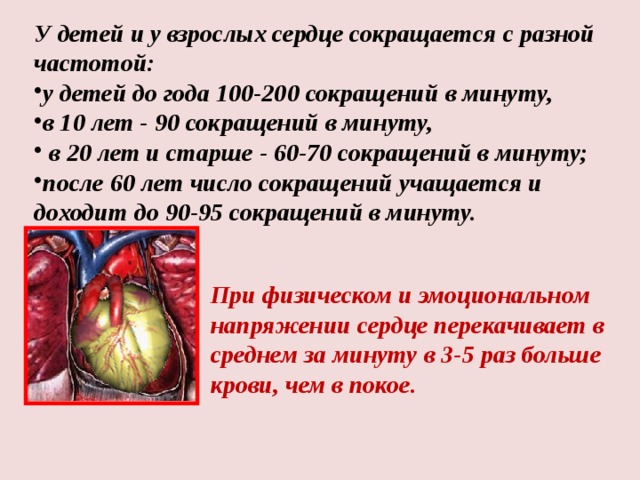 У детей и у взрослых сердце сокращается с разной частотой: у детей до года 100-200 сокращений в минуту, в 10 лет - 90 сокращений в минуту,  в 20 лет и старше - 60-70 сокращений в минуту; после 60 лет число сокращений учащается и доходит до 90-95 сокращений в минуту. При физическом и эмоциональном напряжении сердце перекачивает в среднем за минуту в 3-5 раз больше крови, чем в покое. 
