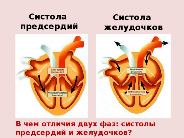 Сердцем отличай. Систола предсердий и желудочков. Систола предсердий систола желудочков. Предсердия и желудочки сердца. Систола левого желудочка.