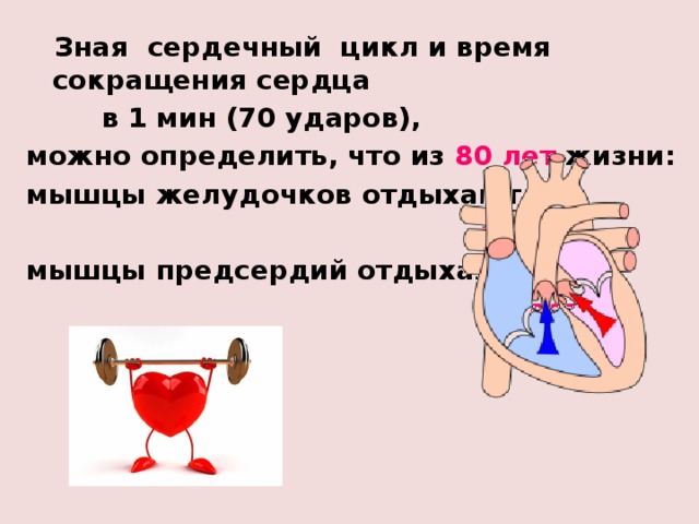  Зная сердечный цикл и время сокращения сердца  в 1 мин (70 ударов), можно определить, что из 80 лет жизни: мышцы желудочков отдыхают –  50 лет. мышцы предсердий отдыхают –  70 лет. 