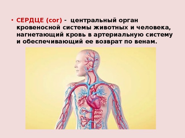 СЕРДЦЕ  (cor) - центральный орган кровеносной системы животных и человека, нагнетающий кровь в артериальную систему и обеспечивающий ее возврат по венам. 