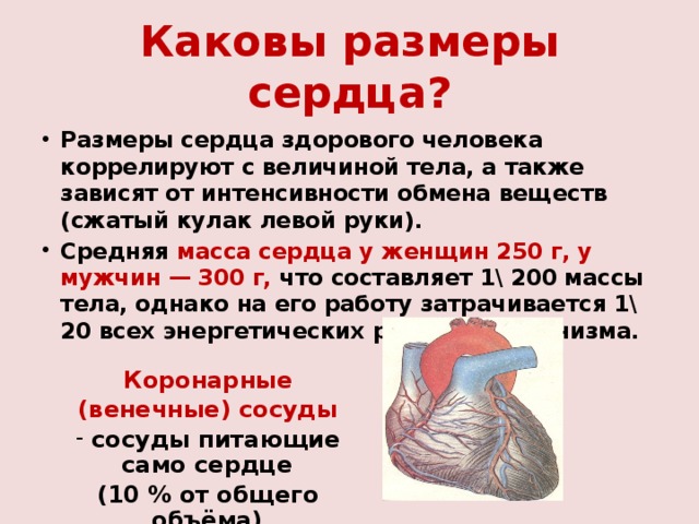 Каковы размеры сердца? Размеры сердца здорового человека коррелируют с величиной тела, а также зависят от интенсивности обмена веществ (сжатый кулак левой руки). Средняя масса сердца у женщин 250 г, у мужчин — 300 г, что составляет 1\ 200 массы тела, однако на его работу затрачивается 1\ 20 всех энергетических ресурсов организма. Коронарные (венечные) сосуды  сосуды питающие само сердце (10 % от общего объёма) 