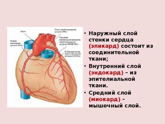 Наружный слой стенки сердца (эпикард) состоит из соединительной ткани; Внутренний слой (эндокард) – из эпителиальной ткани. Средний слой (миокард) – мышечный слой. 
