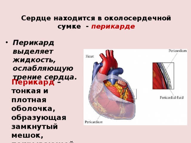 Сердце окружено околосердечной сумкой. Перикард (околосердечная сумка). Сердце располагается в околосердечной сумке. Строение перикарда сердца.