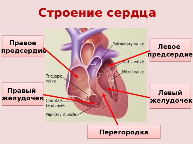 Строение сердца Правое  предсердие Левое предсердие Правый желудочек Левый  желудочек Перегородка 