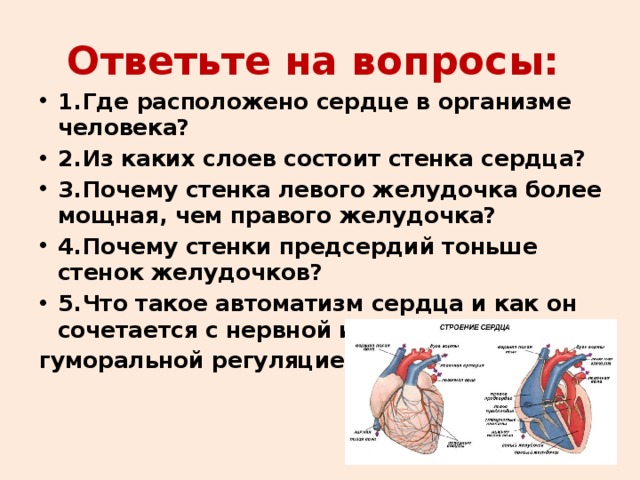 Ответьте на вопросы: 1.  Где расположено сердце в организме человека? 2.  Из каких слоев состоит стенка сердца? 3.  Почему стенка левого желудочка более мощная, чем правого желудочка? 4.  Почему стенки предсердий тоньше стенок желудочков? 5.  Что такое автоматизм сердца и как он сочетается с нервной и гуморальной регуляцией?  