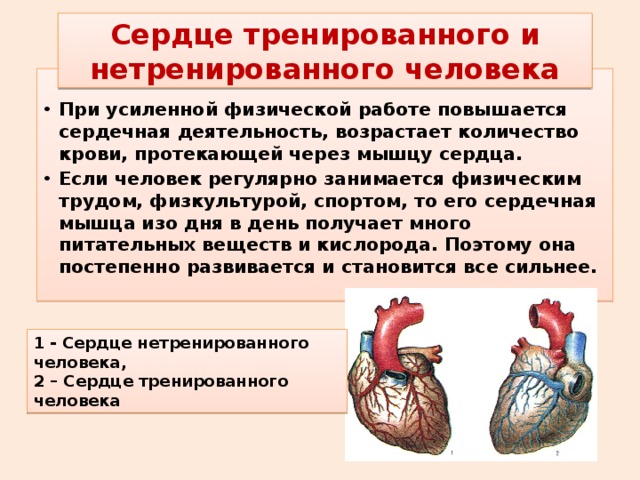 Сердцем отличай. Сердце тренированного и нетренированного человека. Сердце треннированого и нетринероваанного еловека. Упражнения для сердечно-сосудистой системы. Деятельность сердца.