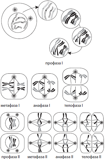 Метафаза телофаза анафаза рисунок профаза