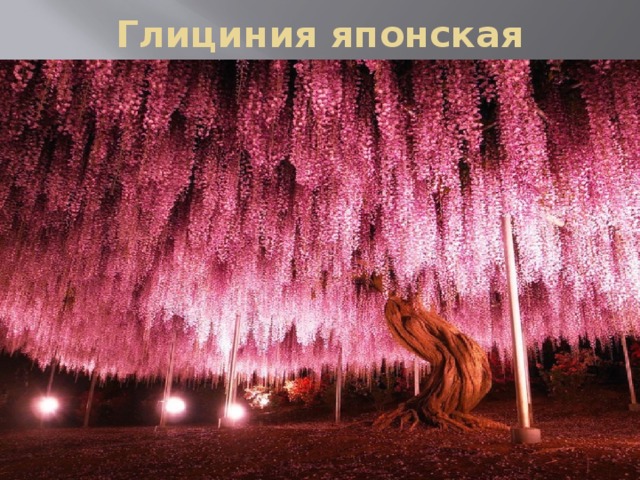 Глициния японская