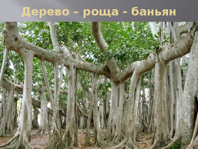 Дерево – роща - баньян