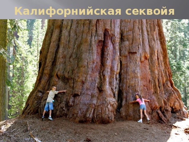 Калифорнийская секвойя