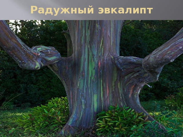 Радужный эвкалипт