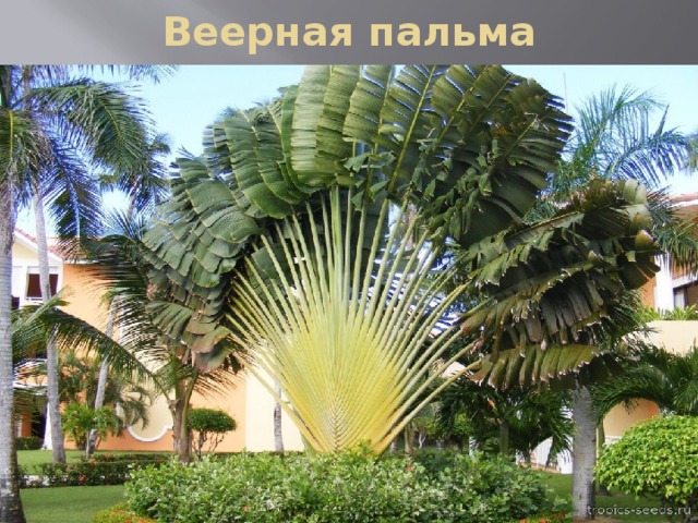 Веерная пальма