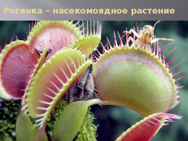 Росянка – насекомоядное растение