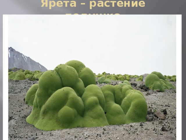 Ярета – растение подушка