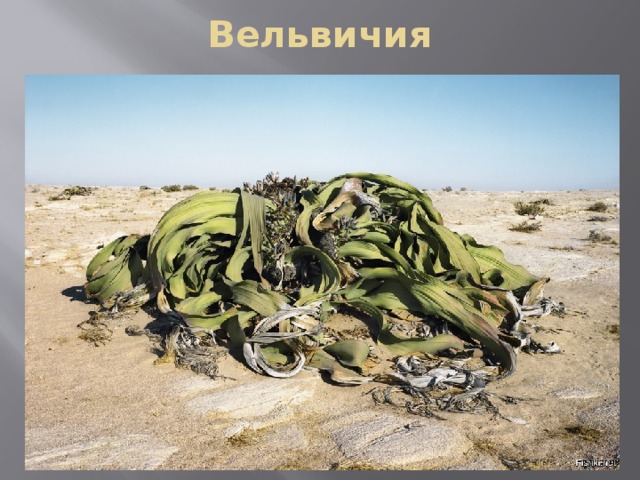 Вельвичия