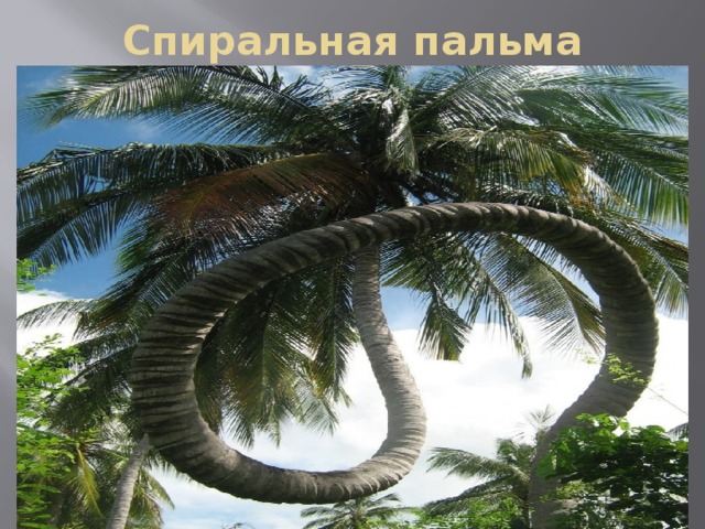 Спиральная пальма