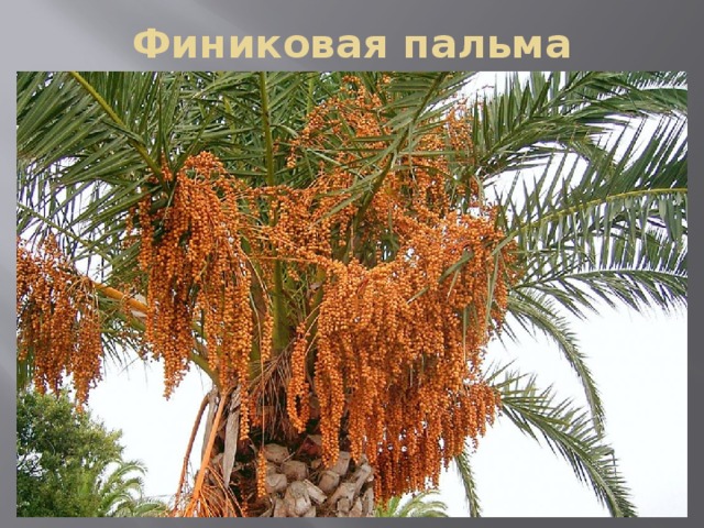 Финиковая пальма