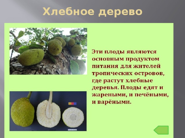Хлебное дерево