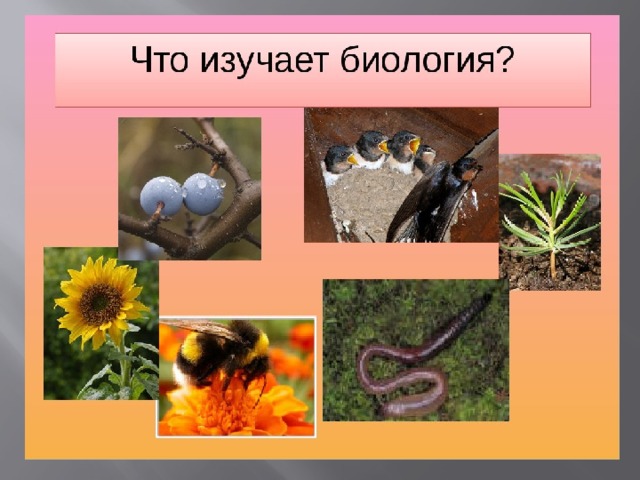 Биология изучает 3 класс. Биология. Что изучается в биологии. Что изучает биология 5 класс. Науки биологии.