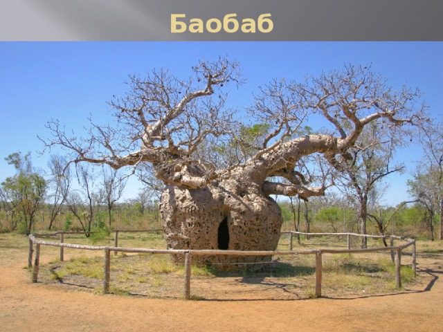 Баобаб