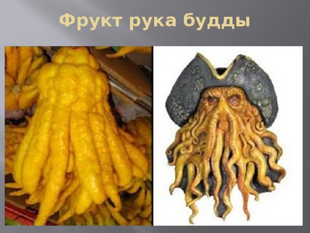 Фрукт рука будды