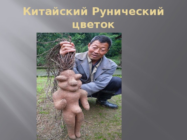 Китайский Рунический цветок
