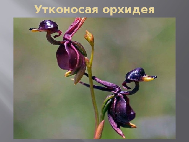 Утконосая орхидея