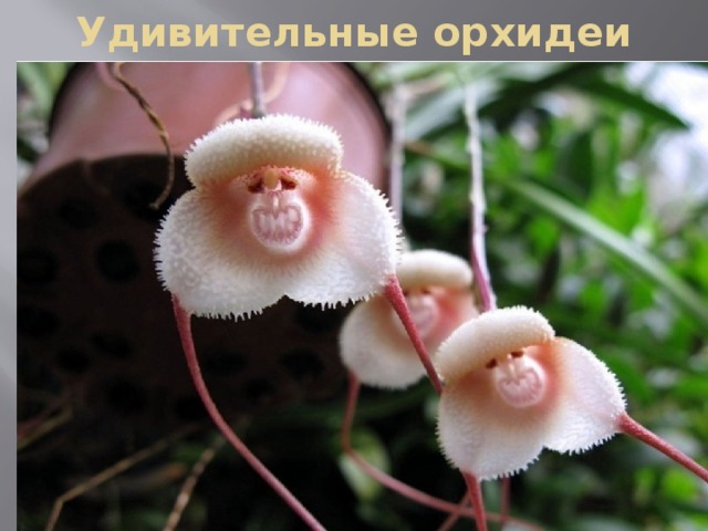 Удивительные орхидеи