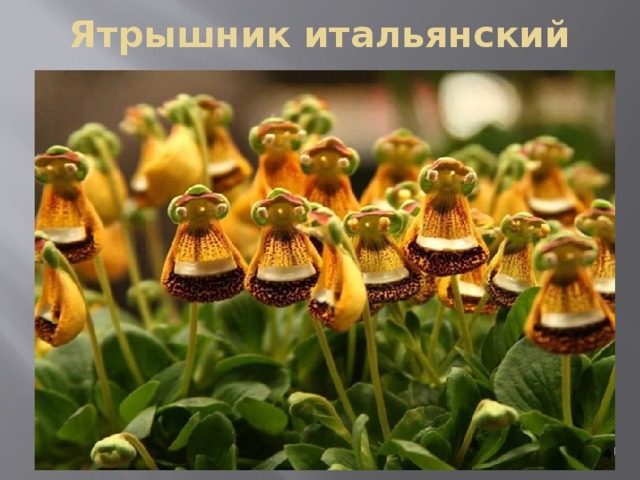 Ятрышник итальянский