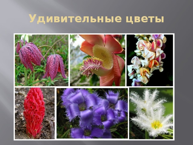 Удивительные цветы