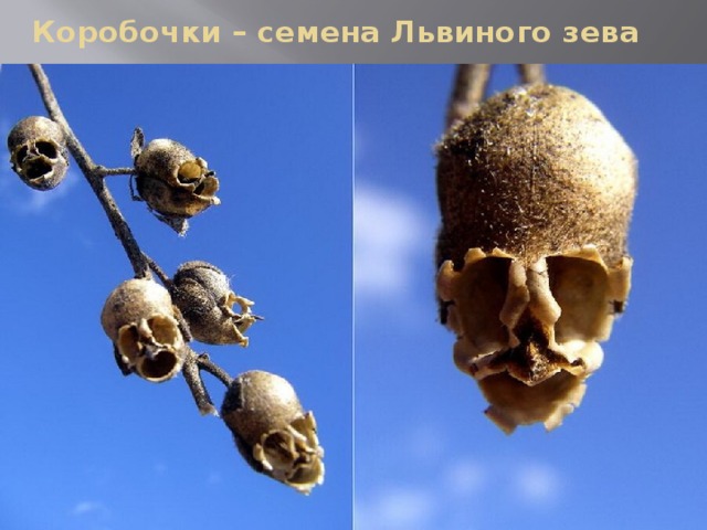 Коробочки – семена Львиного зева