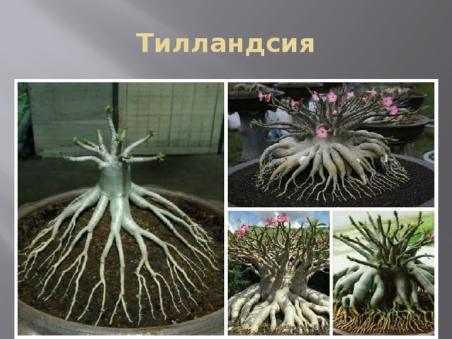 Тилландсия