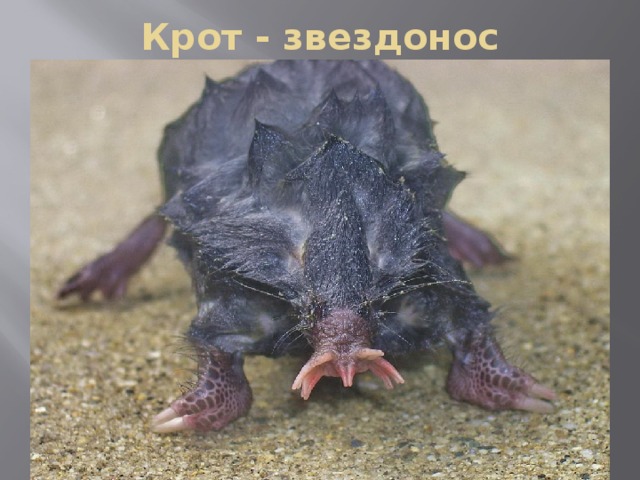 Крот - звездонос