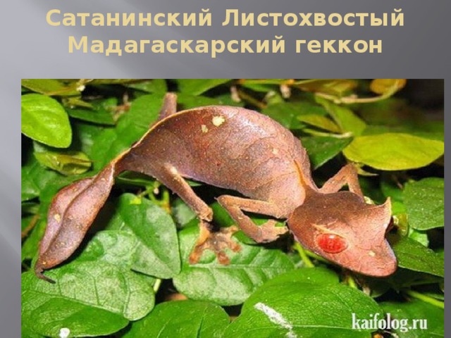 Сатанинский Листохвостый Мадагаскарский геккон