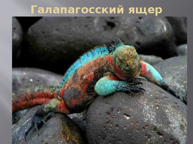 Галапагосский ящер