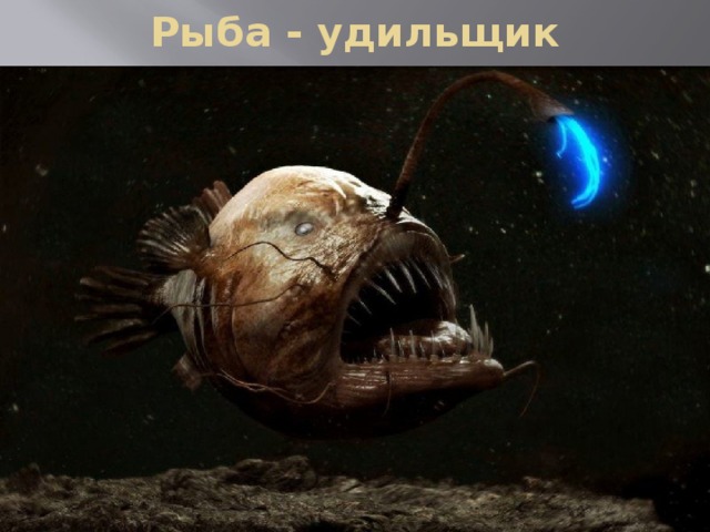 Рыба - удильщик