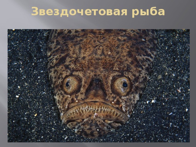 Звездочетовая рыба