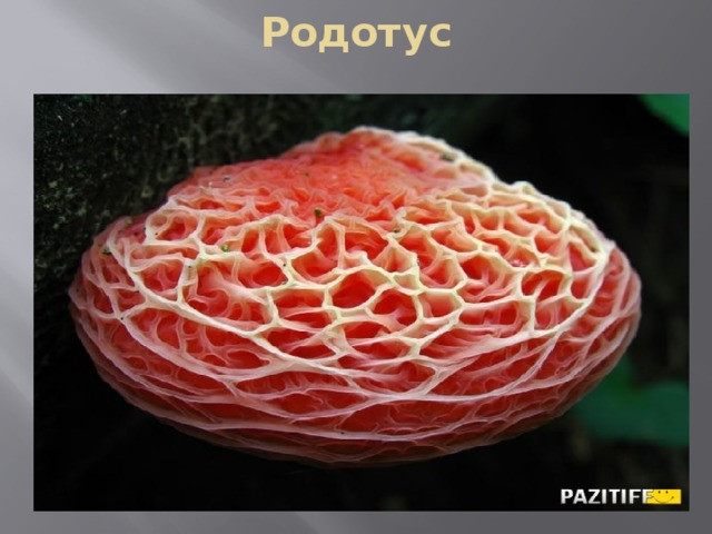 Родотус