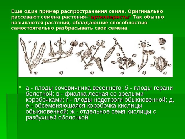 Еще один пример распространения семян. Оригинально рассевают семена растения- 