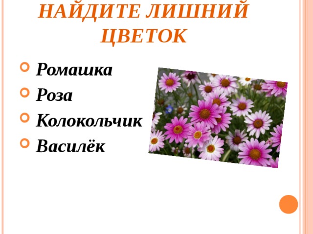 Ромашки колокольчики гвоздики сразу бросаются в глаза. Колокольчики и ромашки в росе. Найди лишний цветок. Что лишнее цветы. Розы с ромашками и васильками.