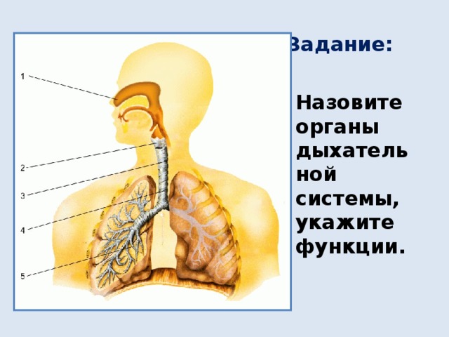 Задание: Назовите органы дыхательной системы, укажите функции. 