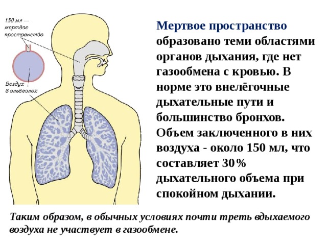 Мертвое пространство образовано теми областями органов дыхания, где нет газообмена с кровью. В норме это внелёгочные дыхательные пути и большинство бронхов. Объем заключенного в них воздуха - около 150 мл, что составляет 30% дыхательного объема при спокойном дыхании.  Таким образом, в обычных условиях почти треть вдыхаемого воздуха не участвует в газообмене. 