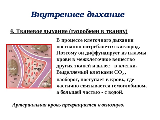 Внутреннее дыхание 4. Тканевое дыхание (газообмен в тканях) В процессе клеточного дыхания постоянно потребляется кислород. Поэтому он диффундирует из плазмы крови в межклеточное вещество других тканей и далее - в клетки. Выделяемый клетками CO 2 , наоборот, поступает в кровь, где частично связывается гемоглобином, а большей частью - с водой. Артериальная кровь превращается в венозную. 